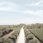 Landscape Design, Luxury Goods | Vineyard & Hospitality in Salento, Italy | with Arch M Bonelli